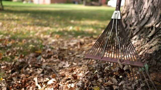 Setting down a rake against a tree trunk in autumn or fall in backyard