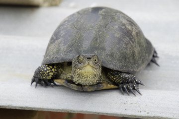 Ordinary river tortoise of temperate latitudes. The tortoise is an ancient reptile.