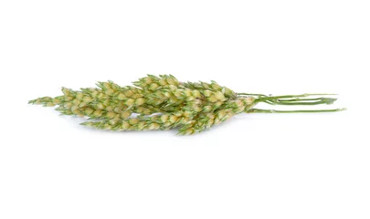 Deurstickers millet on white background © yodaswaj