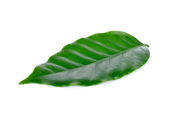 fresh coffee beans leaf on white background
