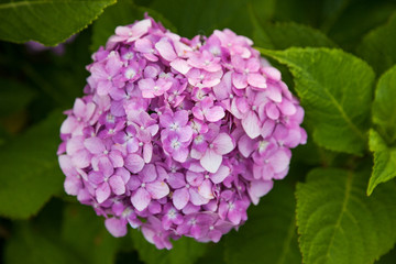 Hydrangea flower full bloom in garden.