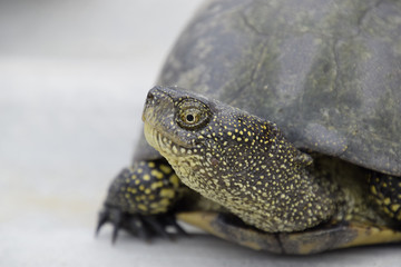Ordinary river tortoise of temperate latitudes. The tortoise is an ancient reptile.