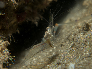 transparent shrimp on the sand