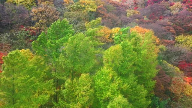 Autumn mountain cable car: The harmonization of the maple color it is fantastic. The wind wavers and it is increasingly beautiful.