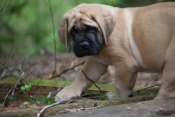 Fawn English Mastiff Puppy
