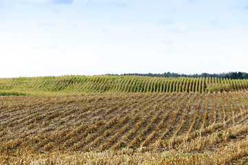 Fototapeta na wymiar harvested mature corn