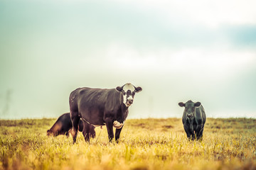 Naklejka na ściany i meble cow grazing vintage
