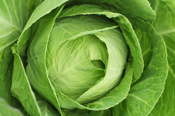 cabbage