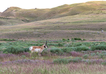 Naklejka na ściany i meble A buck antelope standing in a field with grass and wildflowers. Foothills are in the background. Photographed in profile in Yellowstone National Park in natural light.