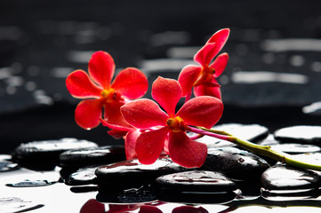 Red branch orchid with black stones on wet pebbles 