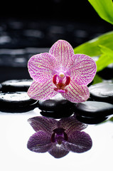 Fototapeta na wymiar Beautiful orchid and green bamboo leaf with therapy stones