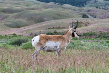 Close up of a pronghorn antelope buck standing in profile in a grassy field with foothills in the background. Photographed in Yellowstone National Park.