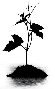 silhouette noire de plant de vigne sur motte de terre