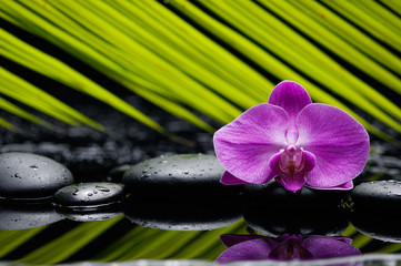 Pink orchid with palm and wet stones 