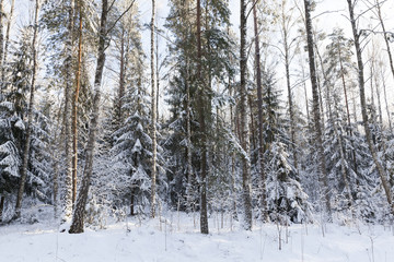 Trees in winter