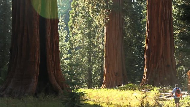 Man Hikes in a Giant Sequoia Grove.