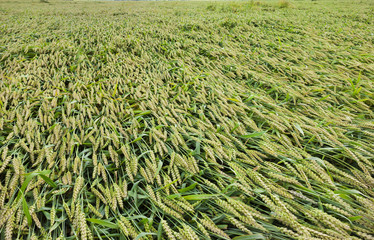 broken wheat spike