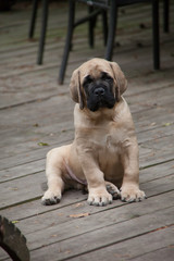Fawn English Mastiff Puppy