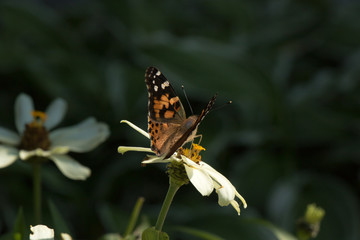 Painted Lady Butterfly as it Migrates to Mexico