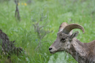 Bighorn Sheep Ewe Facing Left. Head with horns and neck are shown in profile. Photographed with shallow depth of field with green grass in the background.