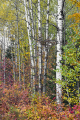 Fototapeta premium Birch Trunks and Colorful Foliage