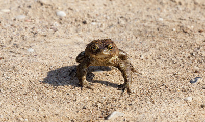 large toad, spring