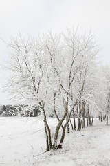 Fototapeta premium Winter time