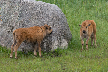 Two young bison calves or red dogs that appear to be playing hide and seek around a boulder. Photographed in Yellowstone National Park in natural light.