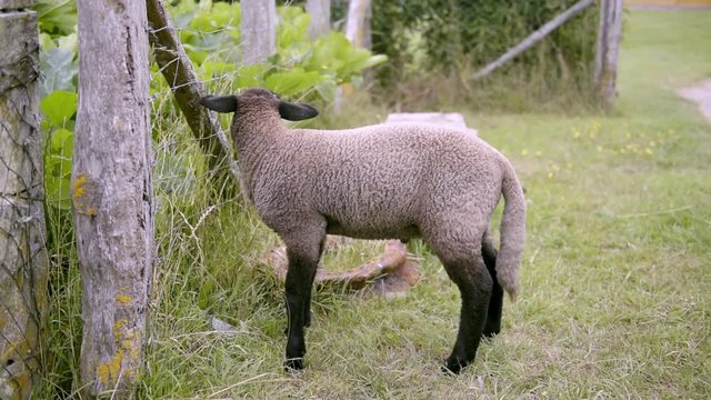 oveja
