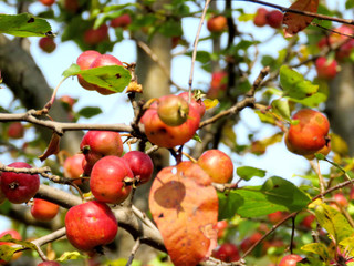 Thornhill wild apples 2017