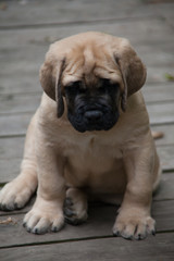 Fototapeta premium Fawn English Mastiff Puppy