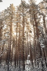 winter forest trees