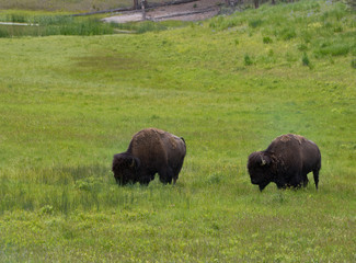 A pair of male bison grazing on green grass in a meadow in Yellowstone National Park. Photographed in natural light.