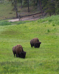 A pair of male bison grazing on green grass in a meadow in Yellowstone National Park. Photographed in natural light.