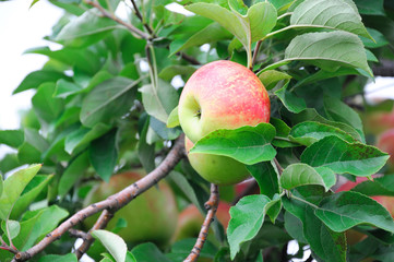 ripe red apples on the tree branch