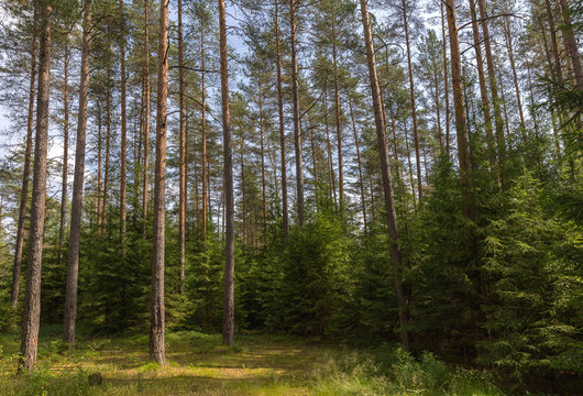 Fototapeta Pine forest