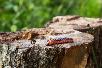 The caterpillar crawls along the stump