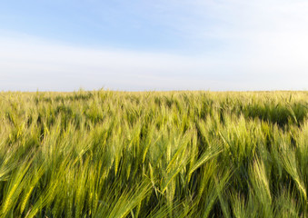 Field with barley