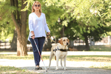 Guide dog helping blind woman in park - obrazy, fototapety, plakaty