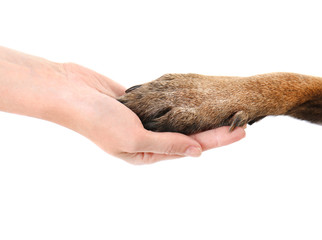 Dog paw and human hand, isolated on white. Concept of volunteering and animal shelters