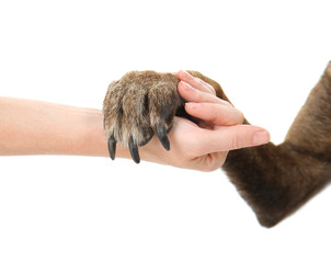 Dog paw and human hand, isolated on white. Concept of volunteering and animal shelters
