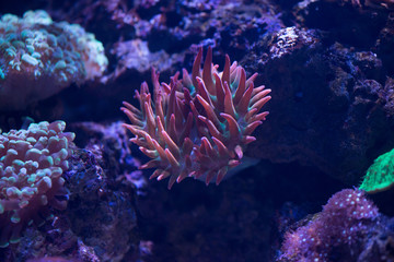 Naklejka na ściany i meble close up of red bubble tip anemone