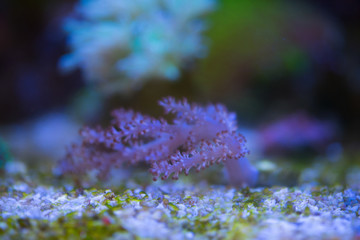 kenya tree coral