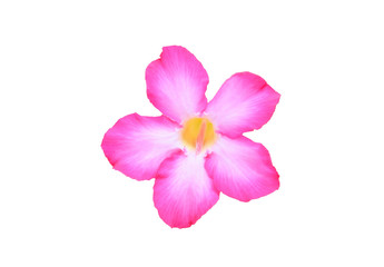 pink flower isolate on white background with clipping path