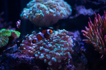 Naklejka na ściany i meble clown fish with corals