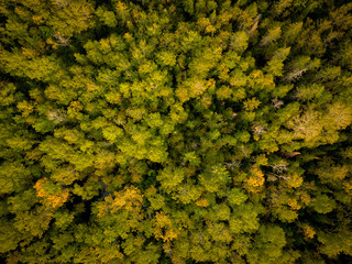 forest from above