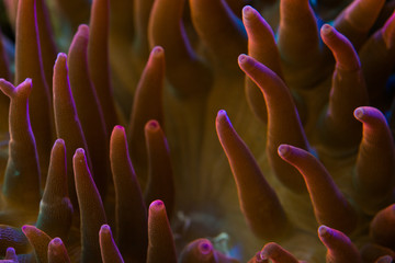 close up of red bubble tip anemone