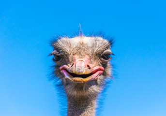 Funny African ostrich. Animal's head against a blue sky