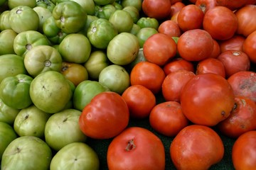 Colorful Fresh Garden Tomatoes 
