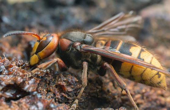 Macro photo of an european hornet, Vespa crabro feeding on sap on oak
